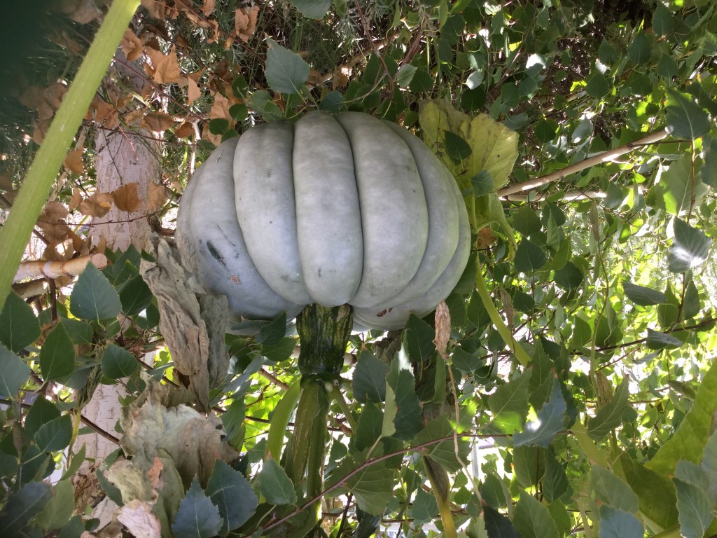 pumpkin in tree